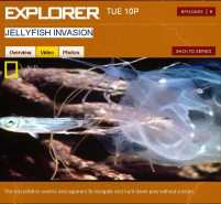 Video - Jellydish Invasion - channel.nationalgeographic.com